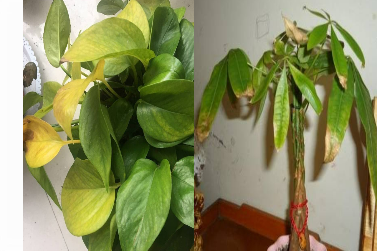 Cây cảnh trồng ở vị trí này trong nhà chỉ 3 ngày là vàng úa, héo rũ-2