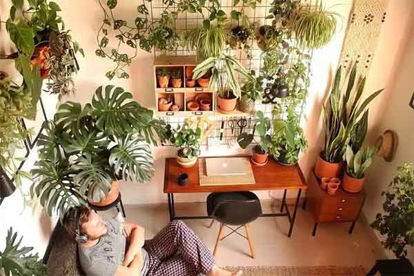 Thầy phong thủy nói: Loại cây hô gọi thần Tài, đặt ở đâu là lộc tíu tít về đó-3