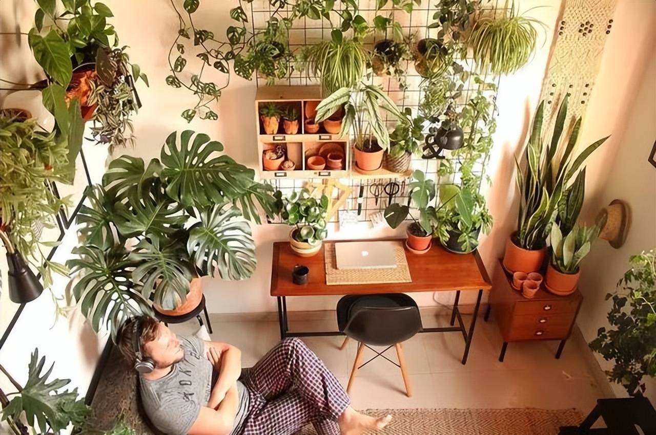 Cây cảnh trồng ở vị trí này trong nhà chỉ 3 ngày là vàng úa, héo rũ-1