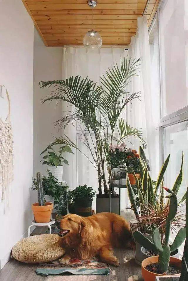 Cây cảnh trồng ở vị trí này trong nhà chỉ 3 ngày là vàng úa, héo rũ-5