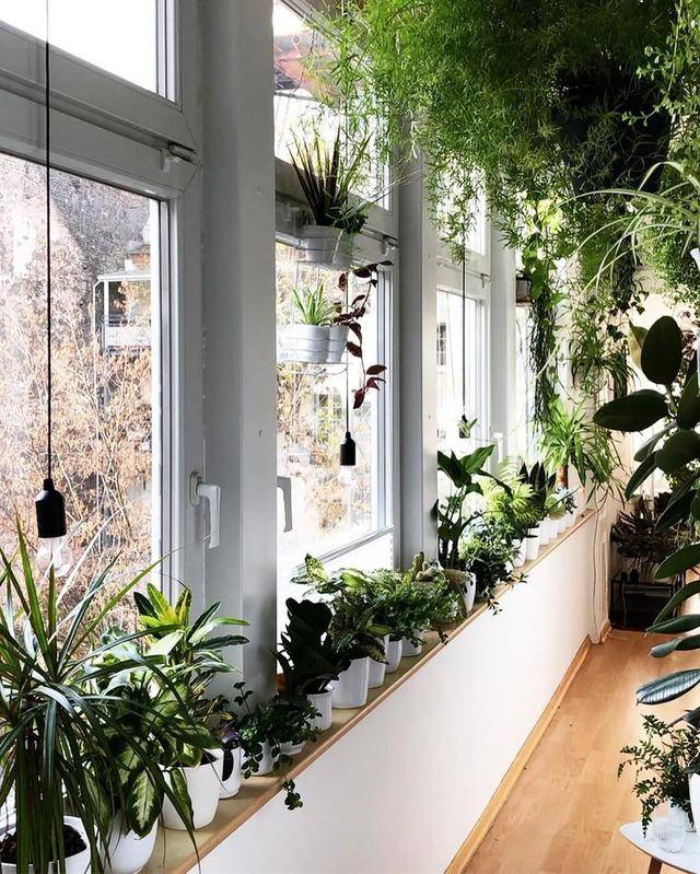 Cây cảnh trồng ở vị trí này trong nhà chỉ 3 ngày là vàng úa, héo rũ-4