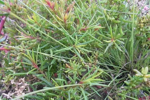 Đem mớ rau từ Đà Lạt ra Hà Nội bán giá đắt hơn thịt gà đặc sản-4