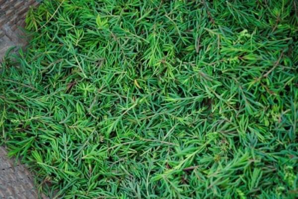 Loại rau xưa mọc hoang đầy không ai ăn, giờ thành đặc sản-2