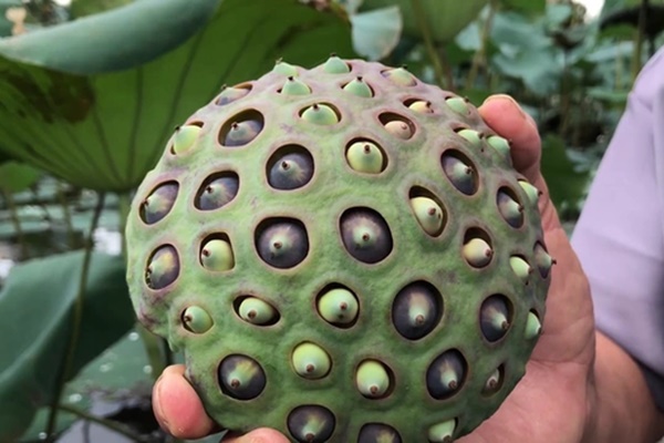 Sai lầm đáng sợ khi dùng hạt sen bồi bổ cho trẻ, nhiều người vẫn làm mà không hay biết-3