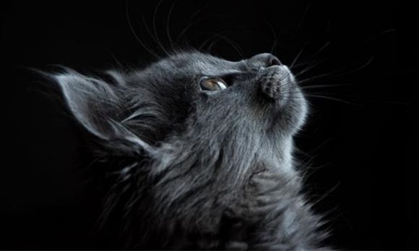 Trước Rằm tháng 5 âm lịch: 3 con giáp tài vận rực sáng, cuộc sống viên mãn sung túc, làm gì cũng thuận lợi hơn người-1