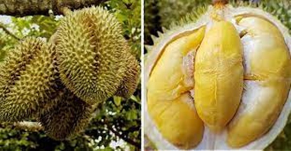 Sầu riêng bổ ra chưa chín: Làm theo cách này, sầu riêng chín nhanh thơm lừng như mới hái-1