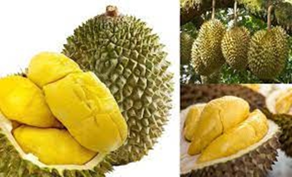 Sầu riêng bổ ra chưa chín: Làm theo cách này, sầu riêng chín nhanh thơm lừng như mới hái-2