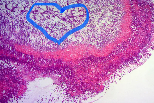 Săn lùng sung dược mối chúa, chuyên gia cảnh báo dễ rước họa-2