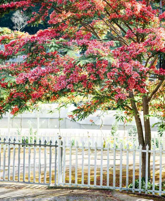 Cây phượng lạ nở hồng rực phố, du khách nức nở khen đẹp nhất Đà Lạt lúc này-1