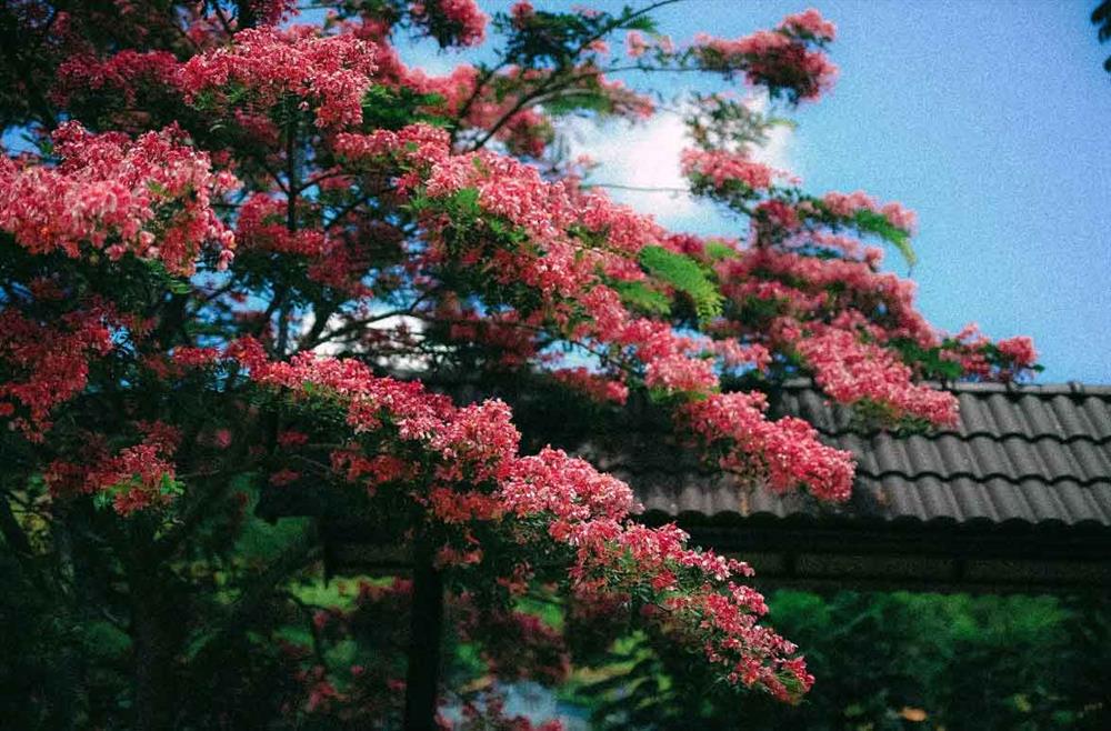 Cây phượng lạ nở hồng rực phố, du khách nức nở khen đẹp nhất Đà Lạt lúc này-5