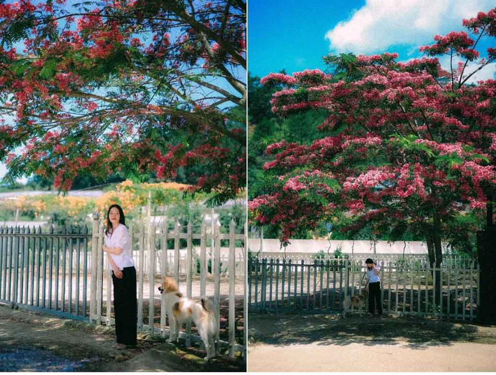 Cây phượng lạ nở hồng rực phố, du khách nức nở khen đẹp nhất Đà Lạt lúc này-6