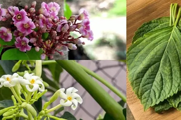 1 sai lầm khi uống nước tía tô có thể gây bệnh cao huyết áp, tổn hại hệ tim mạch-5