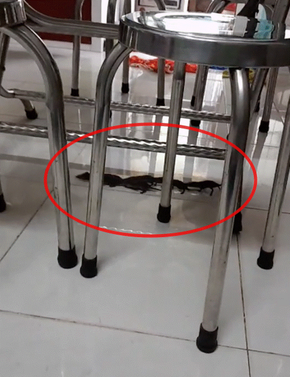 Cả họ nhà chuột làm đám cưới trong nhà, người kêu may mắn, kẻ khuyên gia chủ xả xui-2