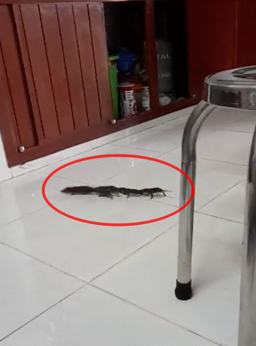 Cả họ nhà chuột làm đám cưới trong nhà, người kêu may mắn, kẻ khuyên gia chủ xả xui-3