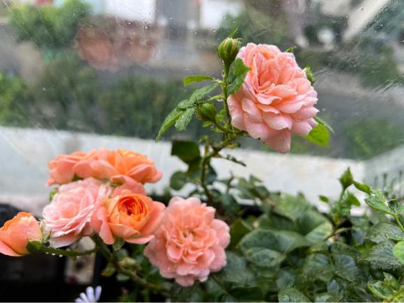 Lý Thanh Thảo Mùi ngò gai khoe khu vườn hoa hồng ngoài ban công, dân tình trầm trồ vì góc chill quá xinh xắn-9
