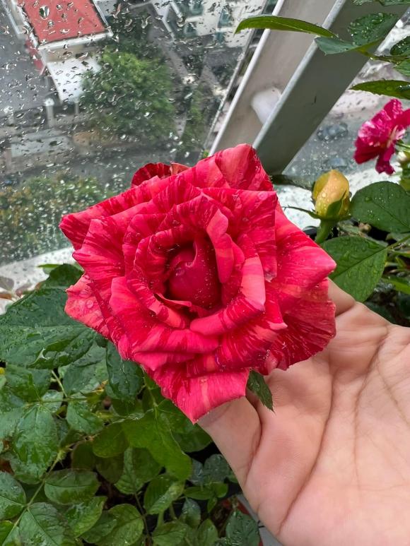 Lý Thanh Thảo Mùi ngò gai khoe khu vườn hoa hồng ngoài ban công, dân tình trầm trồ vì góc chill quá xinh xắn-15