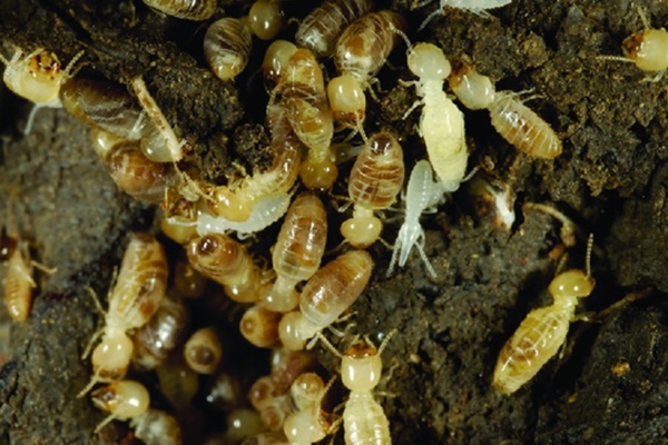 Săn lùng sung dược mối chúa, chuyên gia cảnh báo dễ rước họa-1