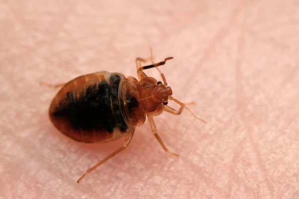 Loại ký sinh trùng hút máu thường có trên giường ngủ-1