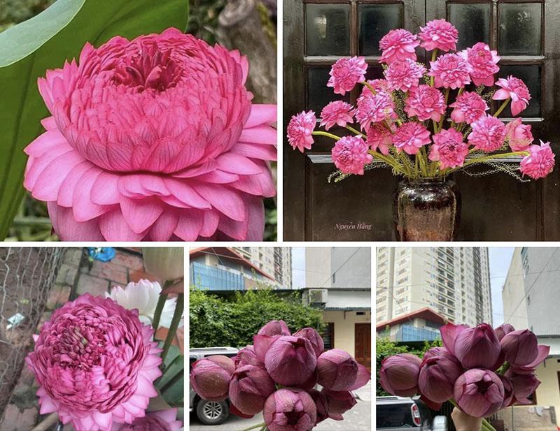 Hoa sen nghìn cánh giá quá rẻ, chị em Hà thành ồ ạt chốt đơn-1