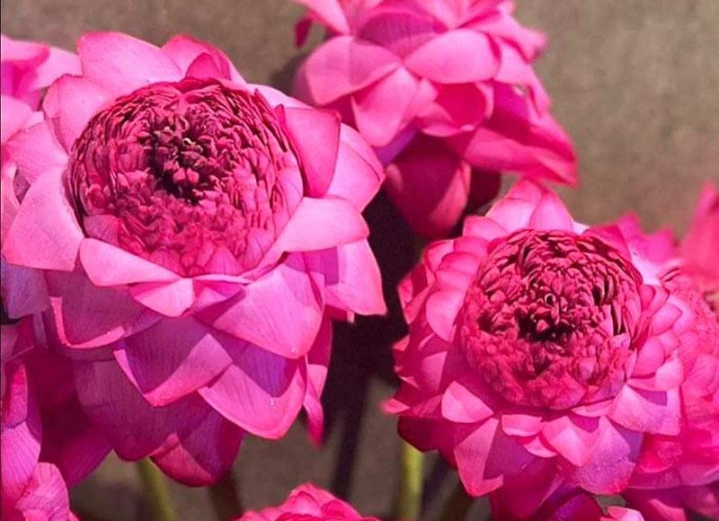 Hoa sen nghìn cánh giá quá rẻ, chị em Hà thành ồ ạt chốt đơn-2