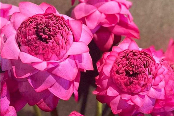 Đặc sản trắng ngần ẩn mình dưới bùn đen, mỗi năm chờ hè để hưởng-3