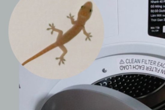 Máy sấy quần áo có sinh vật lạ chui vào, khổ chủ than trời vì mùi hôi mãi không hết