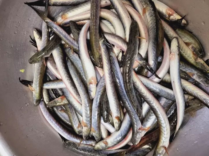 Cá kèo khan hiếm, tăng giá gấp 3, nhà hàng không mua nổi phải chấp nhận bỏ khách-1