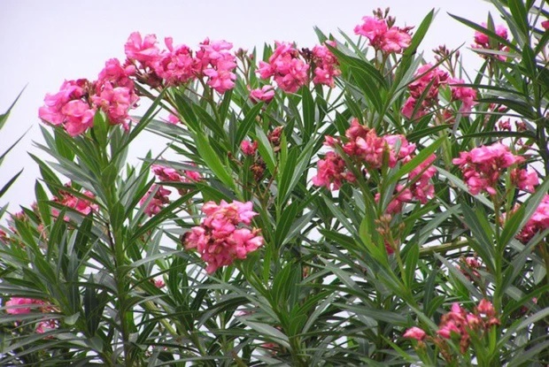 4 loại hoa đẹp đến mấy cũng không nên trưng trong nhà kẻo ảnh hưởng sức khỏe-1