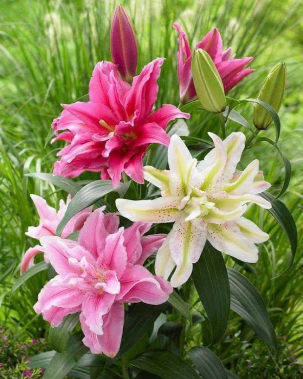 4 loại hoa đẹp đến mấy cũng không nên trưng trong nhà kẻo ảnh hưởng sức khỏe-3