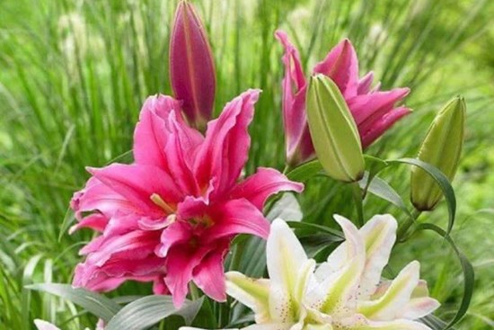 4 loại hoa đẹp đến mấy cũng không nên trưng trong nhà kẻo ảnh hưởng sức khỏe