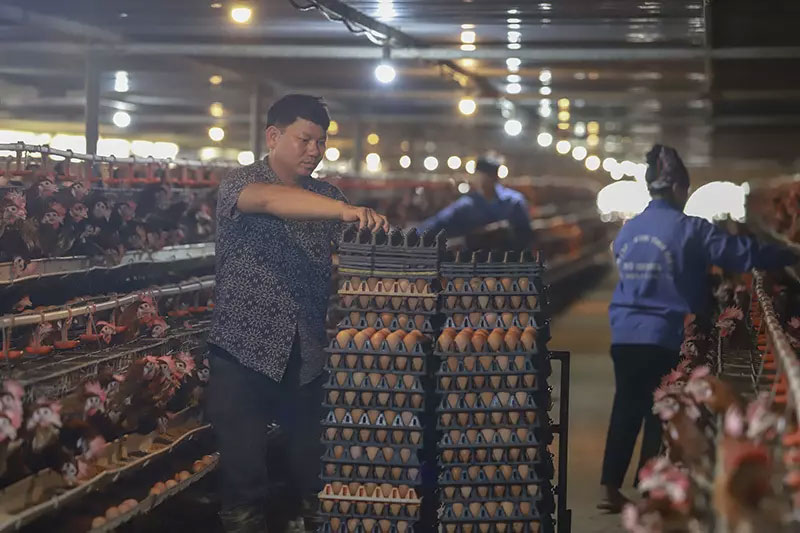 Nghịch lý trứng gà: Miền Bắc giảm giá, phía Nam tăng như lên đồng-2