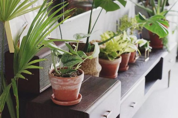 Cô gái trẻ mạnh dạn tự cải tạo, biến căn hộ thành khu vườn trong lành-19