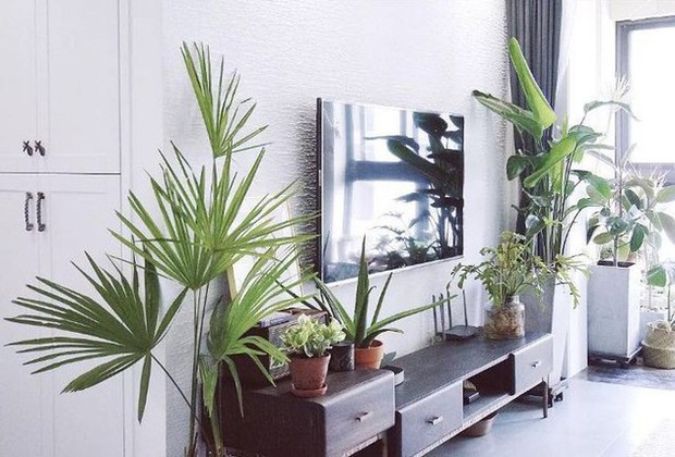 Cô gái trẻ mạnh dạn tự cải tạo, biến căn hộ thành khu vườn trong lành-20