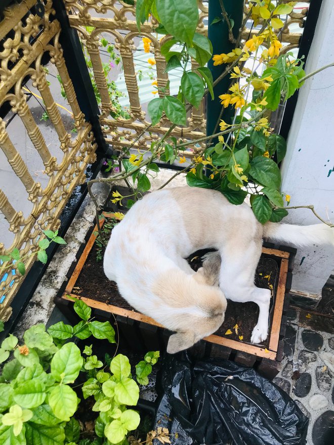 Cặp vợ chồng cải tạo ban công nhỏ thành nơi ngập cây xanh và gió mát chỉ với 5 triệu đồng-11