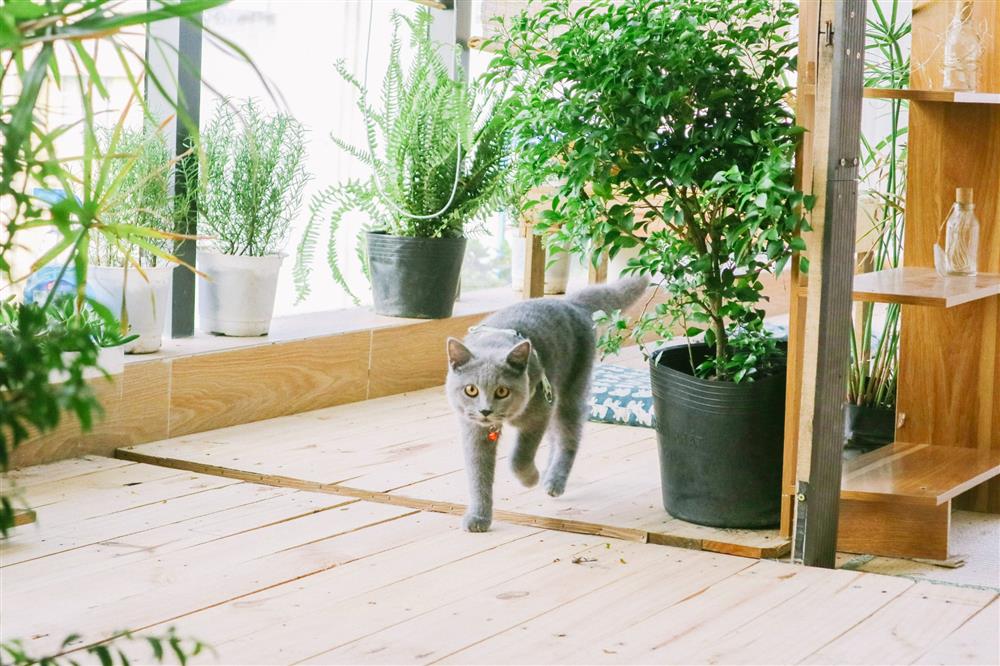 Bí quyết trồng cây trong nhà và không gian sống ngập tràn thiên nhiên của cô gái trẻ-6