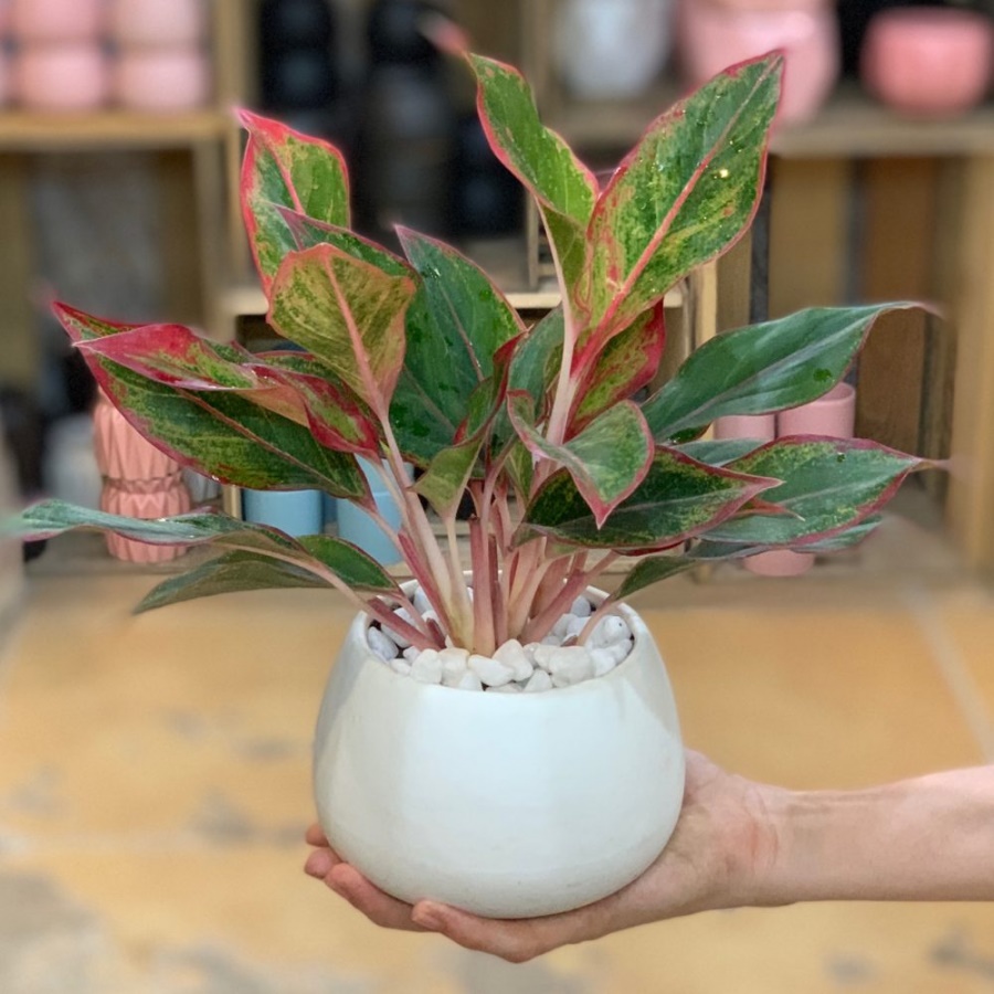 Thầy phong thủy nói: Loại cây hô gọi thần Tài, đặt ở đâu là lộc tíu tít về đó-1