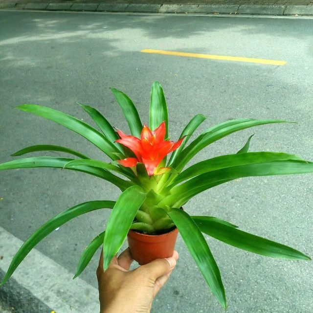 Thầy phong thủy nói: Loại cây hô gọi thần Tài, đặt ở đâu là lộc tíu tít về đó-2