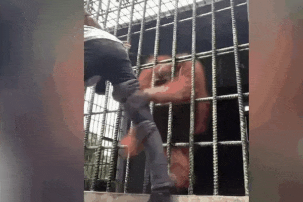 Xôn xao clip đười ươi trong Thảo Cầm Viên Sài Gòn phì phèo điếu thuốc-2