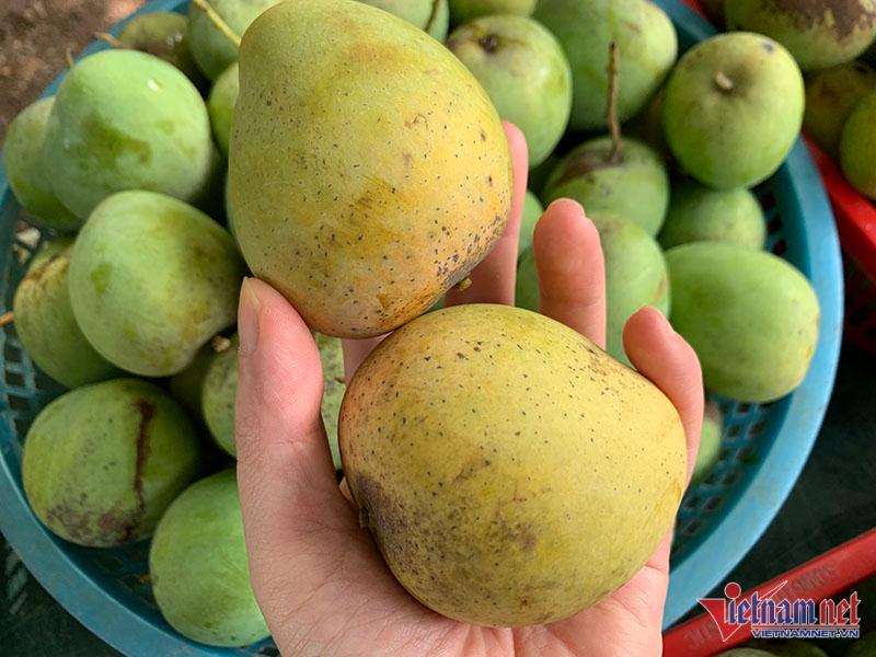 Một giờ bán hết vèo 5 tạ xoài, dân Hà thành mê mẩn đặc sản Sơn La giá rẻ-1