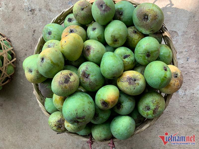 Một giờ bán hết vèo 5 tạ xoài, dân Hà thành mê mẩn đặc sản Sơn La giá rẻ-3