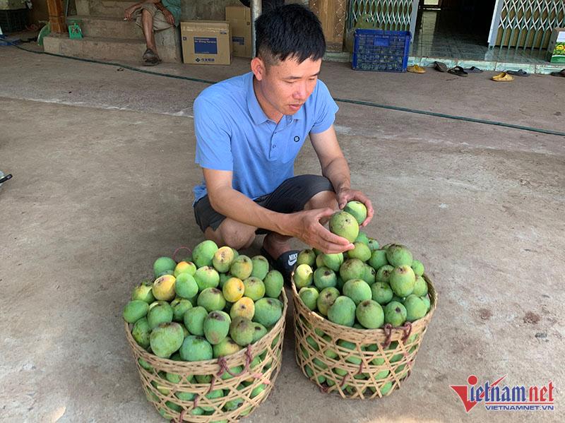 Một giờ bán hết vèo 5 tạ xoài, dân Hà thành mê mẩn đặc sản Sơn La giá rẻ-4