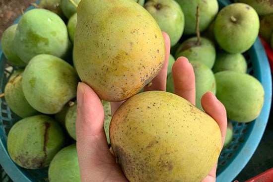 Một giờ bán hết vèo 5 tạ xoài, dân Hà thành mê mẩn đặc sản Sơn La giá rẻ