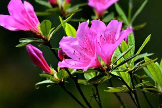 Trong 4 tháng tới, 3 con giáp mọi việc suôn sẻ, tiền bạc rủng rỉnh, tài lộc dồi dào