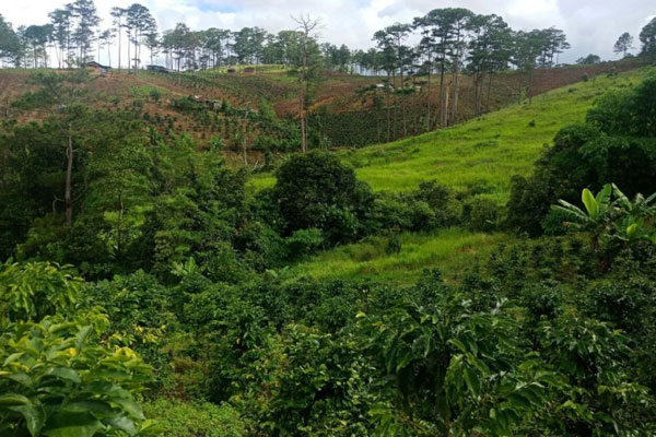 Tiền tiêu xúng xính, tậu biệt thự tiền tỷ nhờ nuôi chồn hương-2