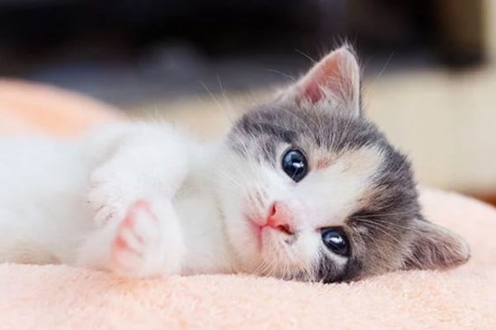 Tuần mới: 3 con giáp đỏ thắm được Ngọc Hoàng rót lộc đi tay phải thấy núi vàng, đi tay trái thấy núi bạc