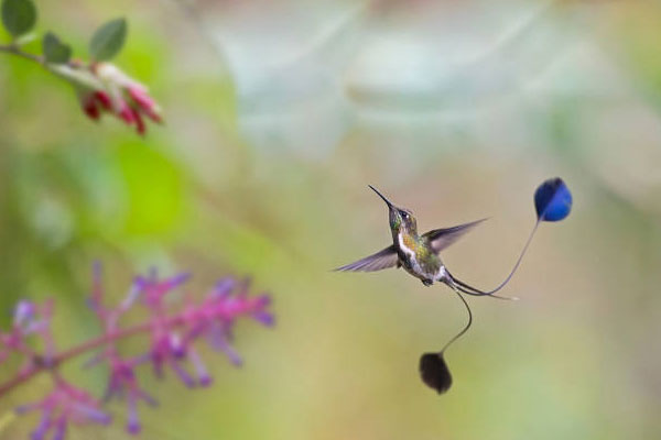 Đúng Rằm tháng 5 âm: Khổ thế đủ rồi, con giáp rũ bùn đứng dậy sáng lòa, sự nghiệp phất như diều gặp gió-2