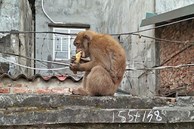 Cá thể khỉ quý hiếm quậy phá 'tưng bừng' trong khu dân cư ở Quảng Trị