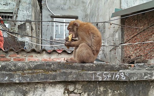 Cá thể khỉ quý hiếm quậy phá tưng bừng trong khu dân cư ở Quảng Trị-1