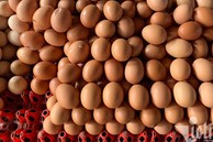 Chi phí tăng cao càng nuôi càng lỗ: Nguy cơ thiếu hụt, giá trứng tăng cao
