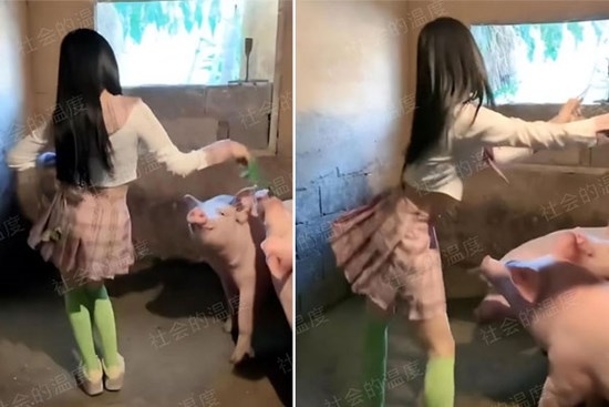 Cô gái mặc váy ngắn, nhảy múa trong chuồng lợn khiến dân mạng lắc đầu 'ngán ngẩm'